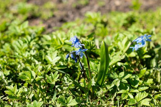 Beautiful blue flowers. Spring primroses. The background is blurred. In the foreground is a single flower.