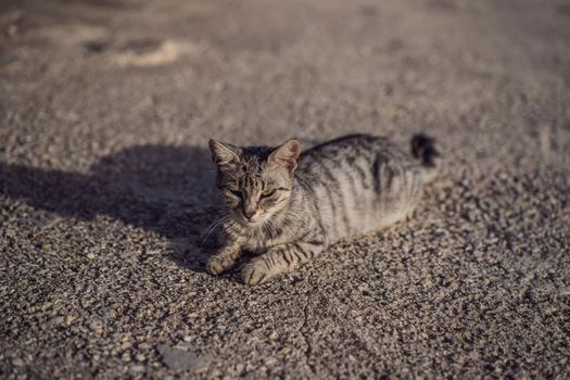 Gray cat walking outside on a summer day.