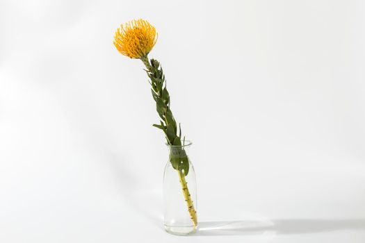 Orange fresh protea in transparent vase on the white background