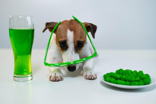 Dog with a mug of green beer and glazed nuts in funny glasses on a white background. Jack russell terrier celebrates st patrick's day.