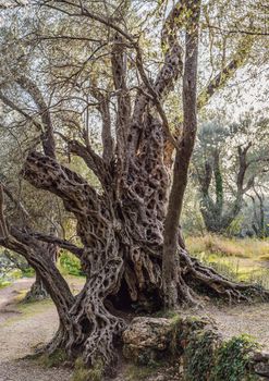 2000 years old olive tree: Stara Maslina in Budva, Montenegro. It is thought to be the oldest tree in Europe and is a tourist attraction. In the background the montenegrin mountains. Europe.