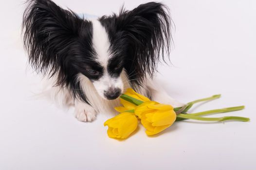 Funny dog with big shaggy black ears with a bouquet of yellow tulips on a white background.