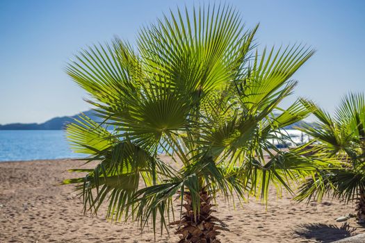 Summer background. Close-up on palm leaves, sea and mountains on the sunny day. Perast. Montenegro.