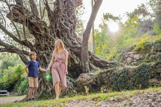 Mom and son tourists looking at 2000 years old olive tree: Stara Maslina in Budva, Montenegro. It is thought to be the oldest tree in Europe and is a tourist attraction. In the background the montenegrin mountains. Europe.