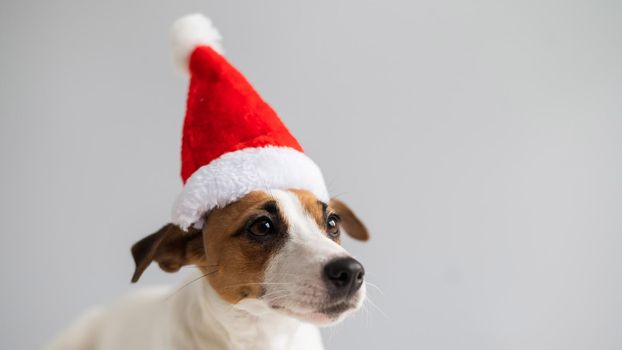 Portrait of a dog jack russell terrier in a santa claus hat on a white background. Christmas greeting card.