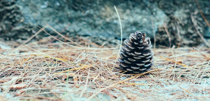 BANNER Abstract background. Real nature photo. Close up one alone coniferous pine cone, forest day, dry needles lie on ground. Pale beige blue brown color sunlit haze. Symbol of life, beginning.