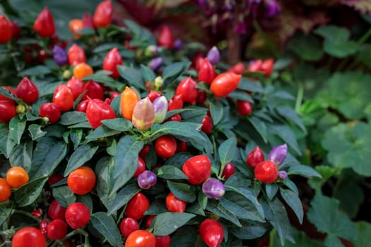 Sweet and chili red, yellow and purple pepper capsicum decorate the windowsill