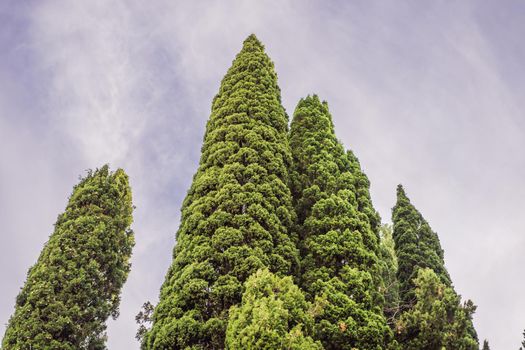 Mediterranean cypress with round brown cones seeds against the sky. Cupressus sempervirens, Italian cypress or pencil pine.