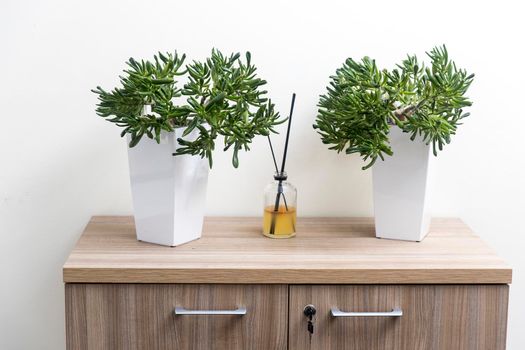 Two succulents in white rectangular pots and a bottle with fragrance on the dresser in the interior