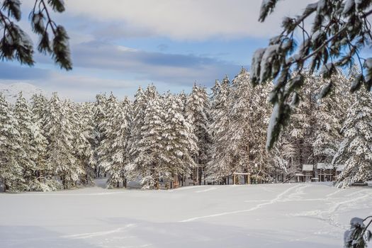 Splendid scenery in winter. Fantastic frosty morning in forest. snow-cowered pine trees under sunlight. Fantastic mountain highland. Amazing winter background. Wonderful Christmas Scene.