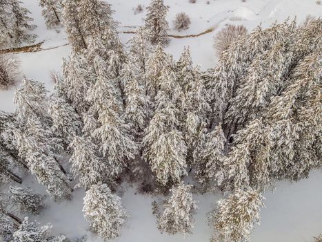 Aerial view of a winter snow-covered pine forest. Aerial drone view of a winter landscape. Snow covered forest.