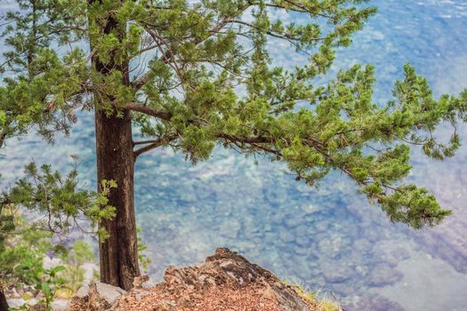 Panoramic summer landscape of the beautiful green Royal park Milocer on the shore of the the Adriatic Sea, Montenegro.