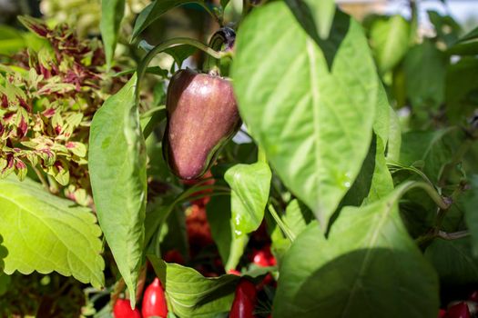 purple pepper grows on the pepper bush