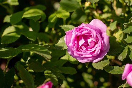 Flowers of dog-rose ,rosehip growing in nature