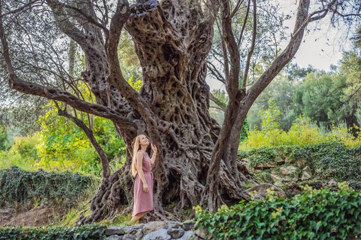 woman tourist looking at 2000 years old olive tree: Stara Maslina in Budva, Montenegro. It is thought to be the oldest tree in Europe and is a tourist attraction. In the background the montenegrin mountains. Europe.