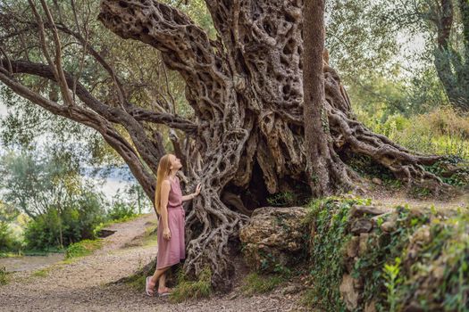 woman tourist looking at 2000 years old olive tree: Stara Maslina in Budva, Montenegro. It is thought to be the oldest tree in Europe and is a tourist attraction. In the background the montenegrin mountains. Europe.