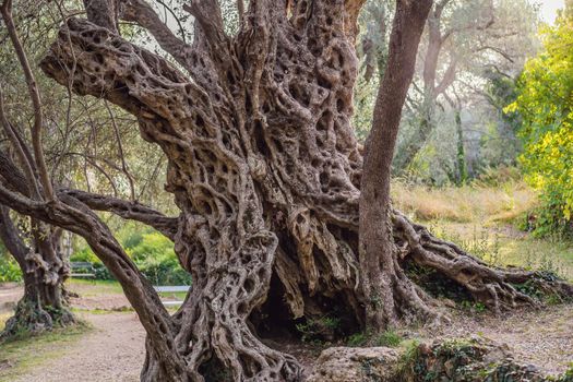 2000 years old olive tree: Stara Maslina in Budva, Montenegro. It is thought to be the oldest tree in Europe and is a tourist attraction. In the background the montenegrin mountains. Europe.