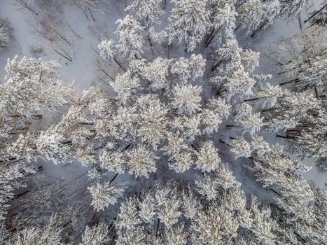 Aerial view of a winter snow-covered pine forest. Aerial drone view of a winter landscape. Snow covered forest.
