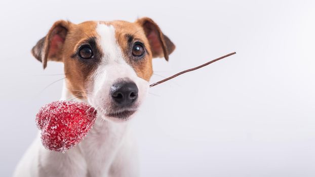 The dog holds a heart in his mouth on a white background. Greeting card with loving Jack Russell Terrier