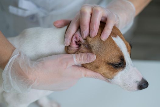 The veterinarian examines the dog's ears. Jack Russell Terrier Ear Allergy