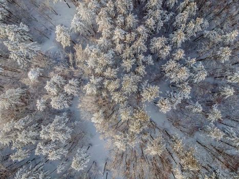 Aerial view of a winter snow-covered pine forest. Aerial drone view of a winter landscape. Snow covered forest.