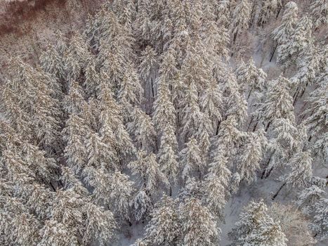 Aerial view of a winter snow-covered pine forest. Aerial drone view of a winter landscape. Snow covered forest.