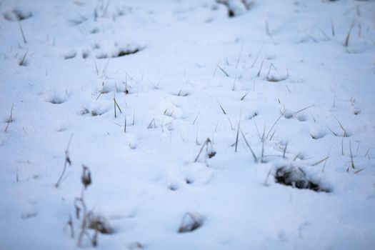 A thick layer of powder snow under which last year's dried plant stems stick out. Small twigs of grass lit by the morning sun.