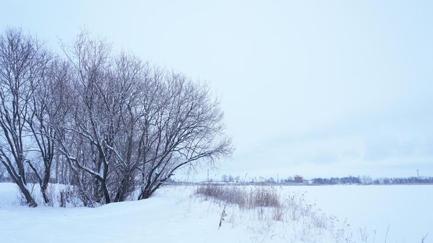 Tree in the background of a snowy landscape