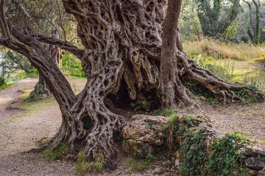 2000 years old olive tree: Stara Maslina in Budva, Montenegro. It is thought to be the oldest tree in Europe and is a tourist attraction. In the background the montenegrin mountains. Europe.