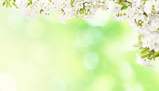 Spring banner background with copy space.
