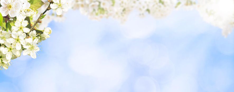 Spring banner background with copy space.
