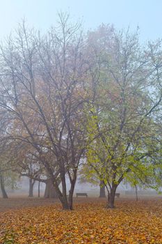 A mystical foggy morning in the park in the fall