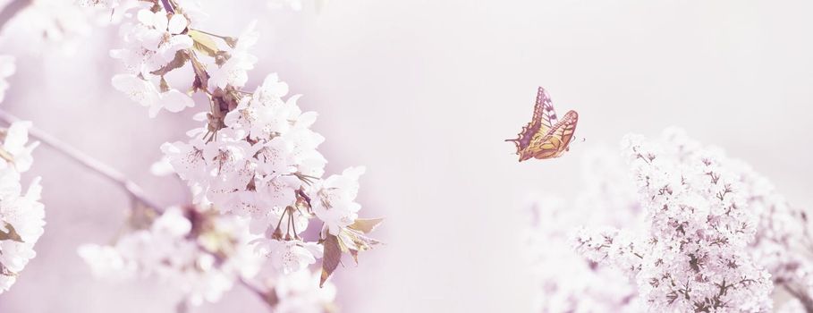 Spring banner background with butterfly and copy space.