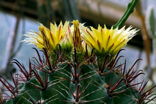 Close-up of a flowering cactus with large yellow flowers