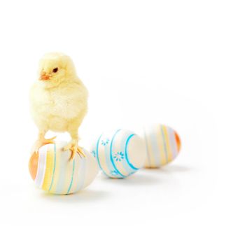 An Easter decoration with Chicken. Easter holiday concept with cute chick.