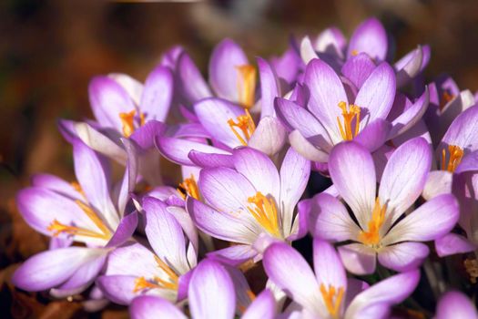 Beautiful crocuses growing through snow. First spring flowers