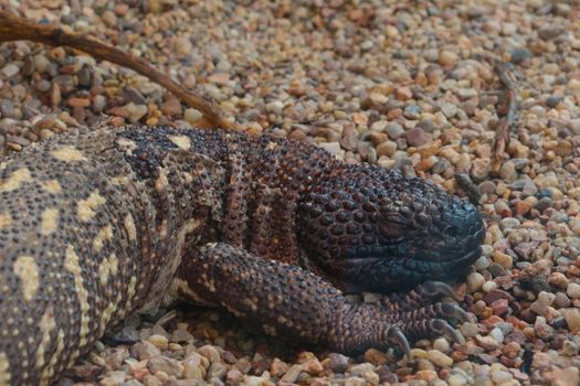 The Arizona gilatooth or vest is a poisonous lizard of the gilatooth family