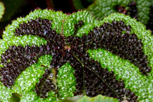 Close-up of a leaf of a house plant, background