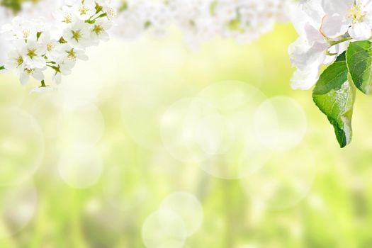 Spring banner background with copy space.