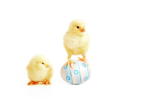 An Easter decoration with Chicken. Easter holiday concept with cute chick.