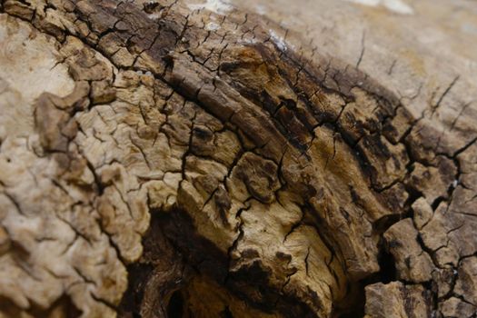 Close-up of the wooden texture of the tree or trunk, background