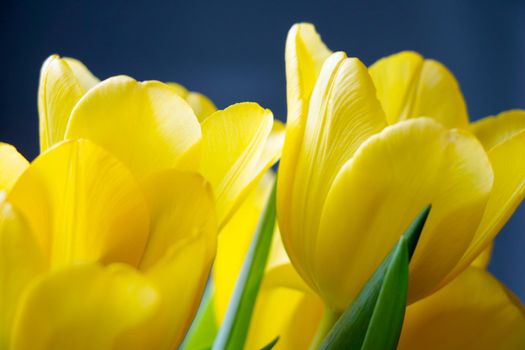 Beautiful yellow bouquet of tulips in spring, congratulations on the holiday