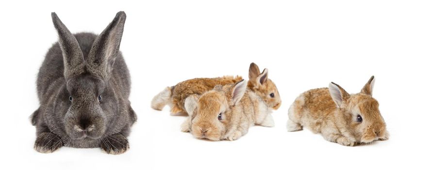 Easter composition with rabbit. Festive decoration. Happy Easter.