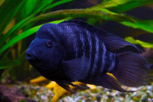 Akara turquoise is a colorful freshwater fish from the cichlid family