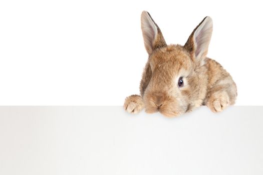 Easter composition with rabbit. Festive decoration. Happy Easter.