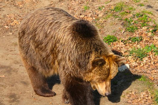 View of a large brown bear in the forest. Wildlife