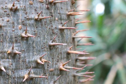 Selective focus, a view of the needles of a green cactus