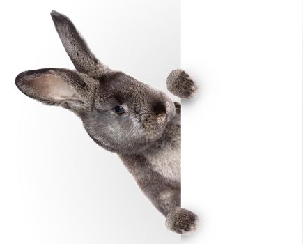 Easter composition with rabbit. Festive decoration. Happy Easter.