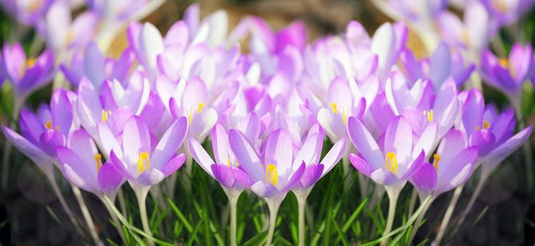Beautiful crocuses growing through snow. First spring flowers