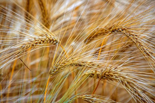 Sunny wheat close up. Golden ripe ears on a sunny morning. Soft light nature banner